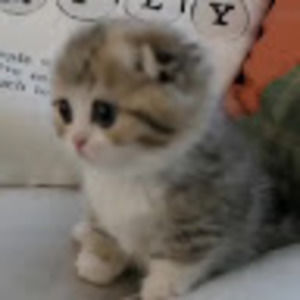 Meet your Posher, Leo